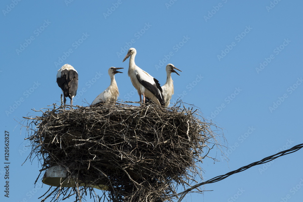 Fototapeta premium Storks in a nest