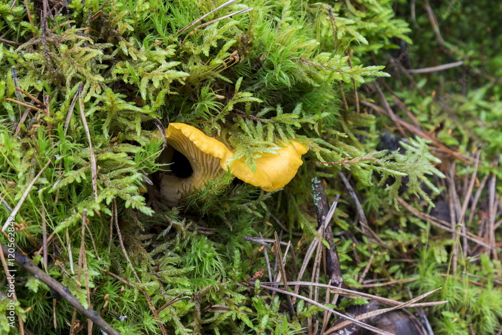 Mushroom Mushroom