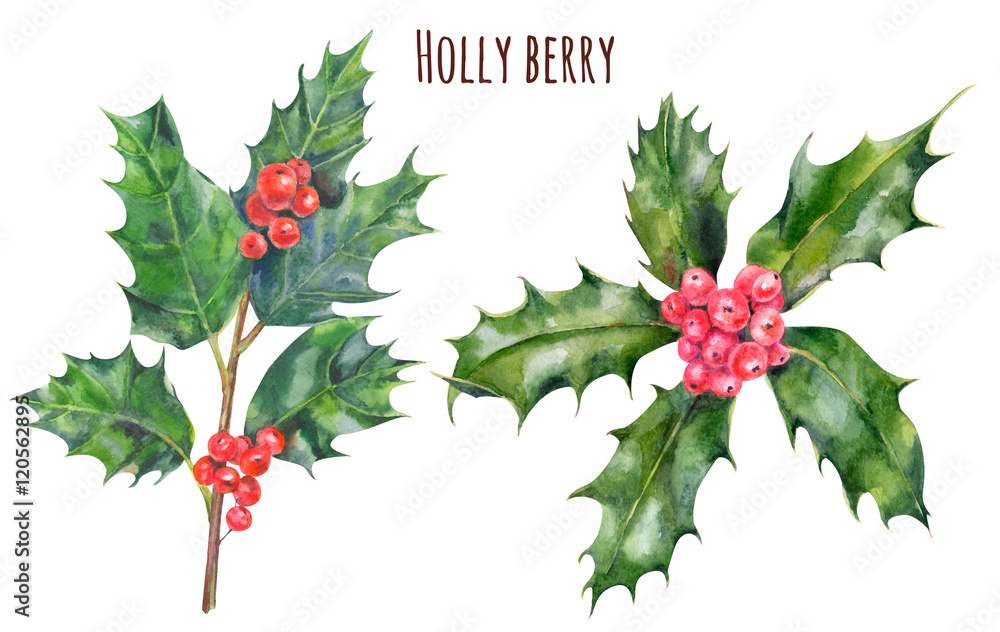 Set of Holly berry branches and leaves, Christmas decoration plant isolated  on white background, watercolor painting, botanical illustration, vintage  Stock Illustration