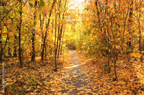 Beautiful landscape with trees and road in autumn forest