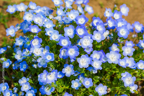 Field of Nemophila, or baby blue eyes (Nemophila menziesii, California bluebell), in soft light and shadow.
