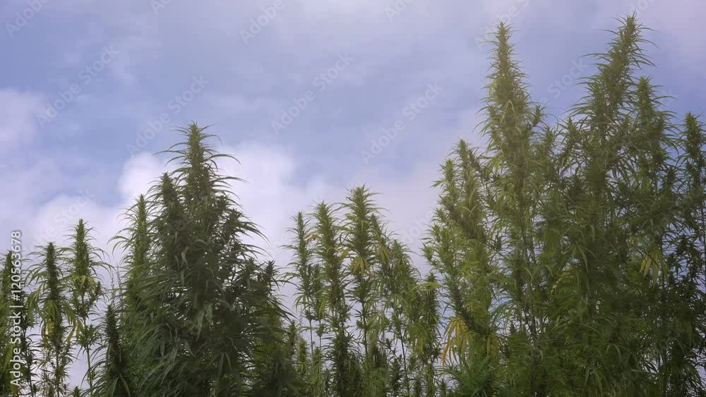 Cultivated industrial marijuana field, hemp growth Cultivated industrial marijuana field, hemp growth