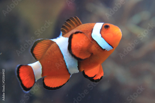 clown fish nemo