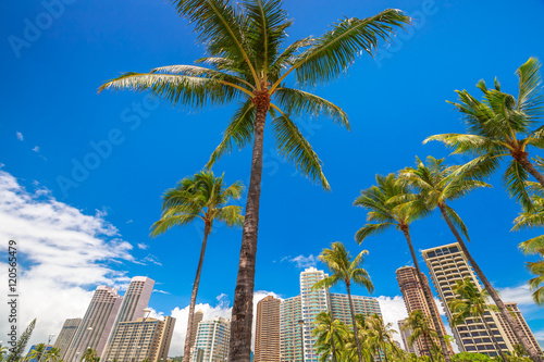 Honolulu city skyline with palm trees. Hotel and Honolulu skyscrapers in the area of Ala Wai Canal in Oahu, Hawaii. © bennymarty