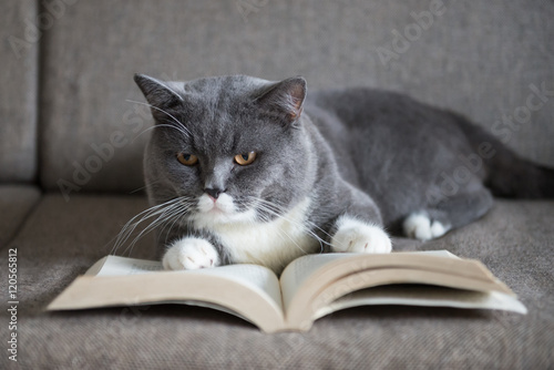 The gray cat is reading a book