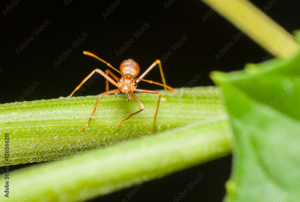 close-up the ant on branch. close-up the ant on branch.