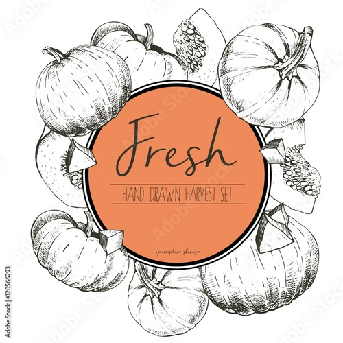 Vector round border illustration of fresh vegetables. Pumpkin slices.