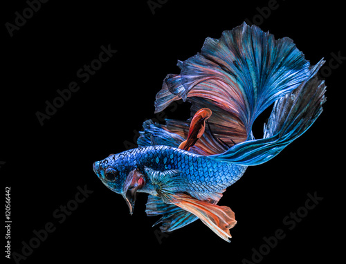 abstrack beautiful of siam Betta fish in thailand