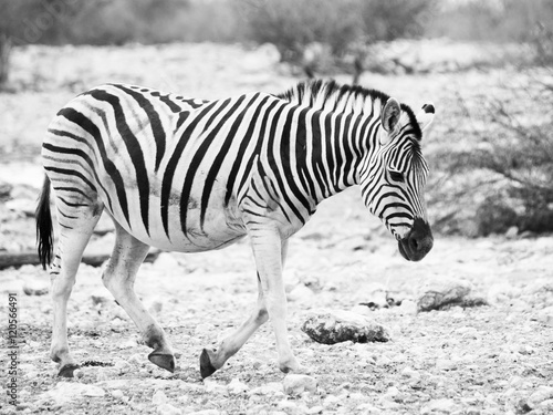 Lonesome zebra walks across dry land and looks very sad. Balck and white image.