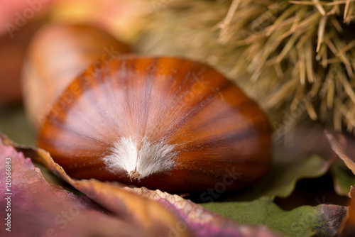 chestnut and curly chestnut on red leaf © cuorerouc