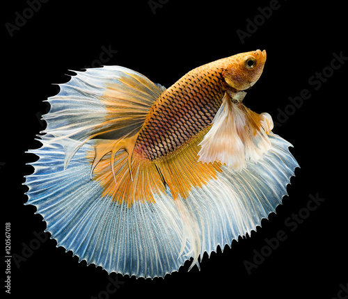 abstract of yellow siamese fighting fish