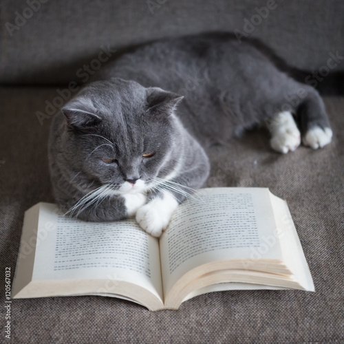 The gray cat is reading a book