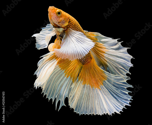 beautiful of  yellow siamese fighting fish