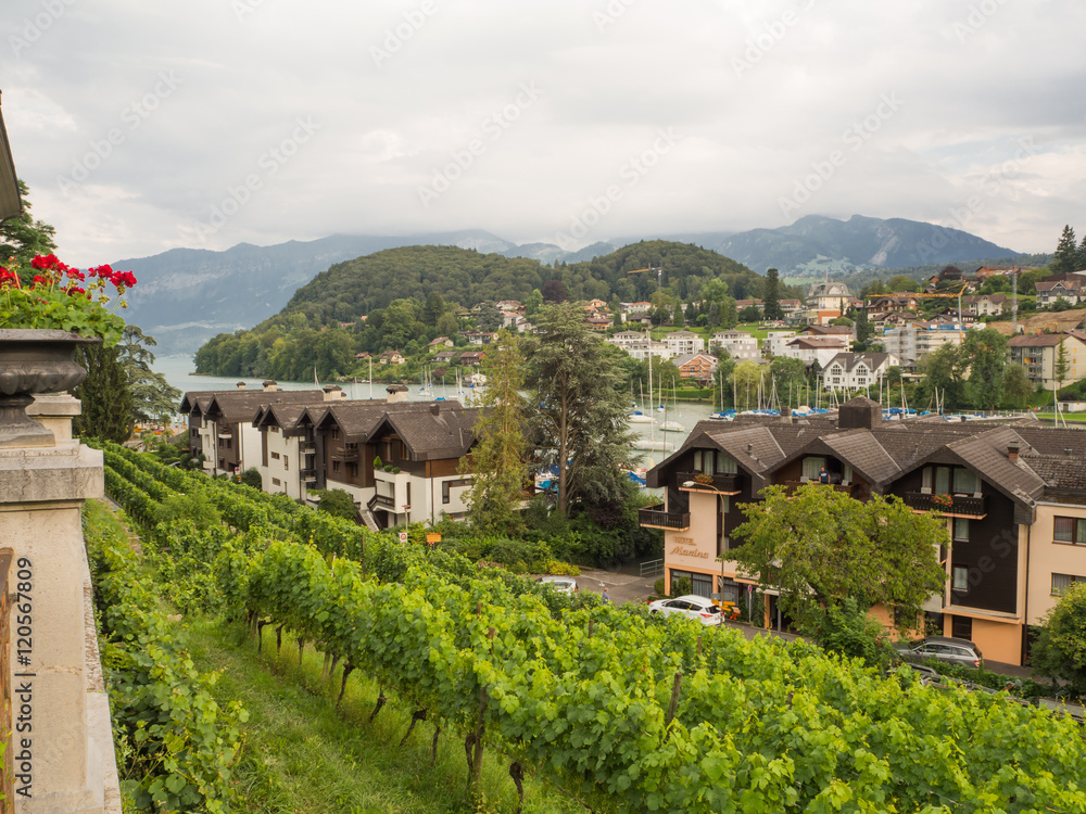Viñas a orillas del lago Thunersee en Suiza Viñas a orillas del lago Thunersee en Suiza