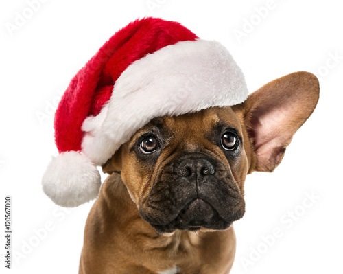 Cute french bulldog with santa claus hat isolated on white background © rangizzz