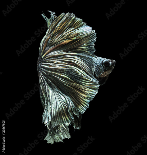 Fototapeta Naklejka Na Ścianę i Meble -  beautiful tail of siamese fighting fish