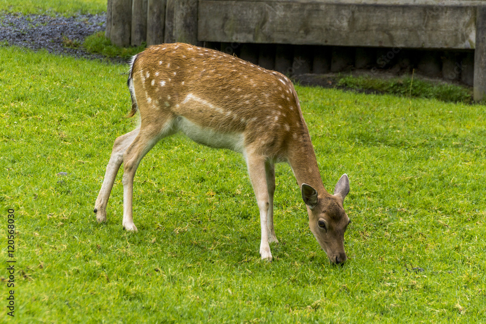 Fototapeta premium Reh beim Äsen auf einer Wiese