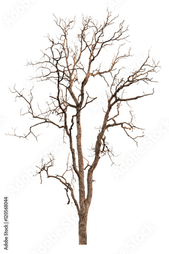 Dead tree or dry tree isolated on white background with clipping path.