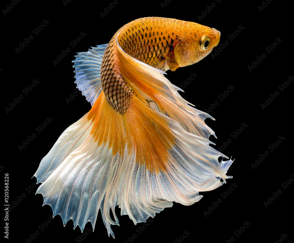 Fototapeta premium Capture the moving moment of siamese fighting fish