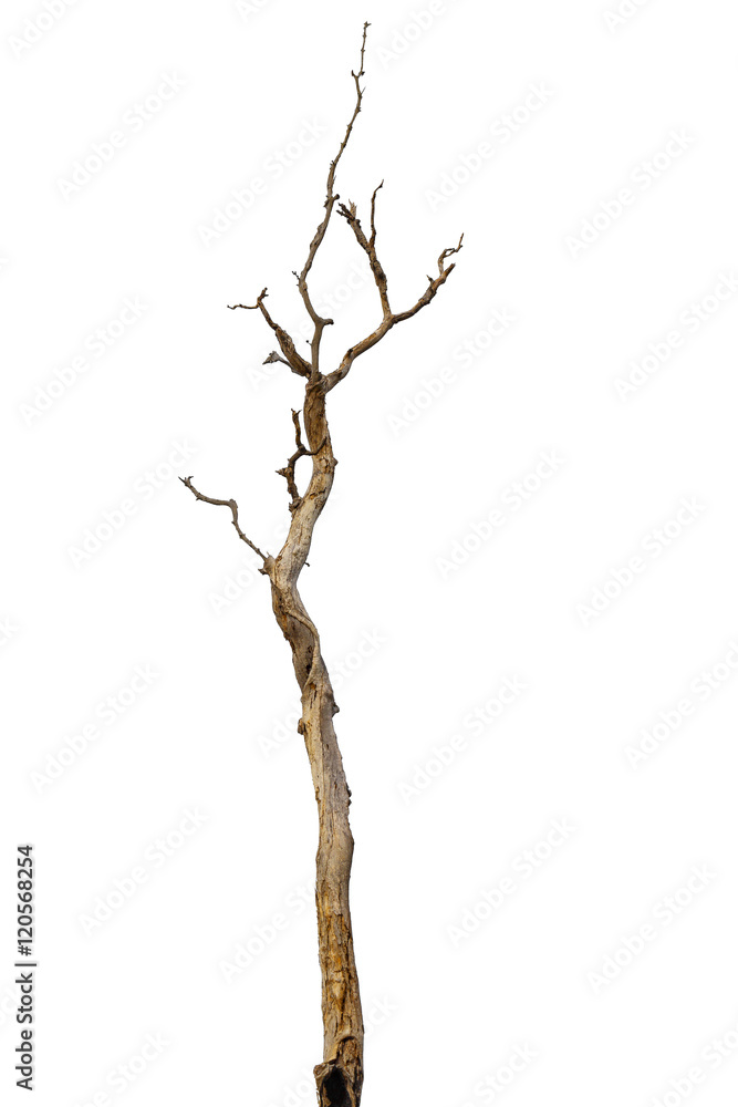 Fototapeta premium Dead tree or dry tree isolated on white background with clipping path.