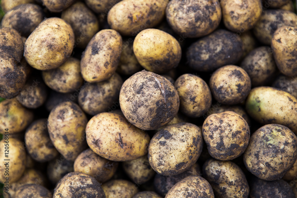 Raw, unwashed potatoes in a metal basket Raw, unwashed potatoes in a metal basket