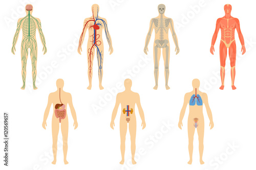 Set of human organs and systems