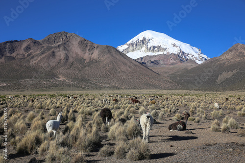 The Andean landscape with herd of llamas