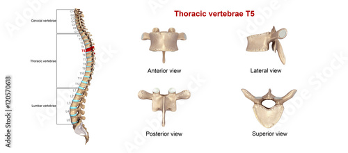 Thoracic vertebrae T05 © 7activestudio