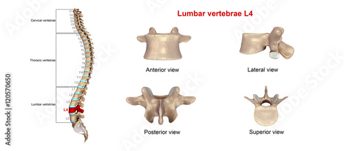 Lumbar vertebrae L4 photo