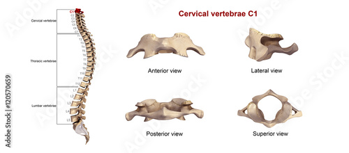 Schilderij op canvas Cervical vertebrae C1