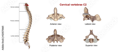 Photos Cervical vertebrae C2