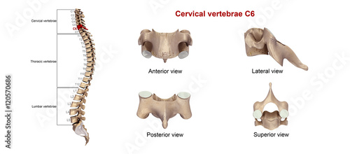Cuadro en lienzo Cervical vertebrae C6