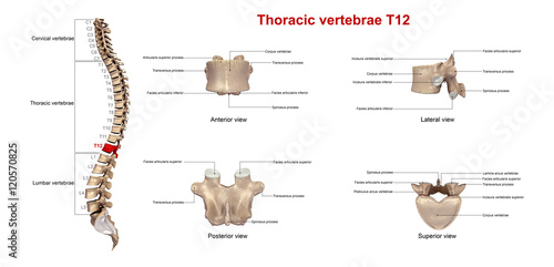 Thoracic vertebrae T12_With Lables photo