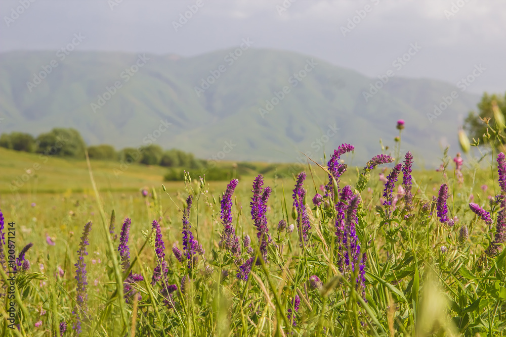 Fototapeta premium Purple flowers in the field in Almaty, Kazakhstan