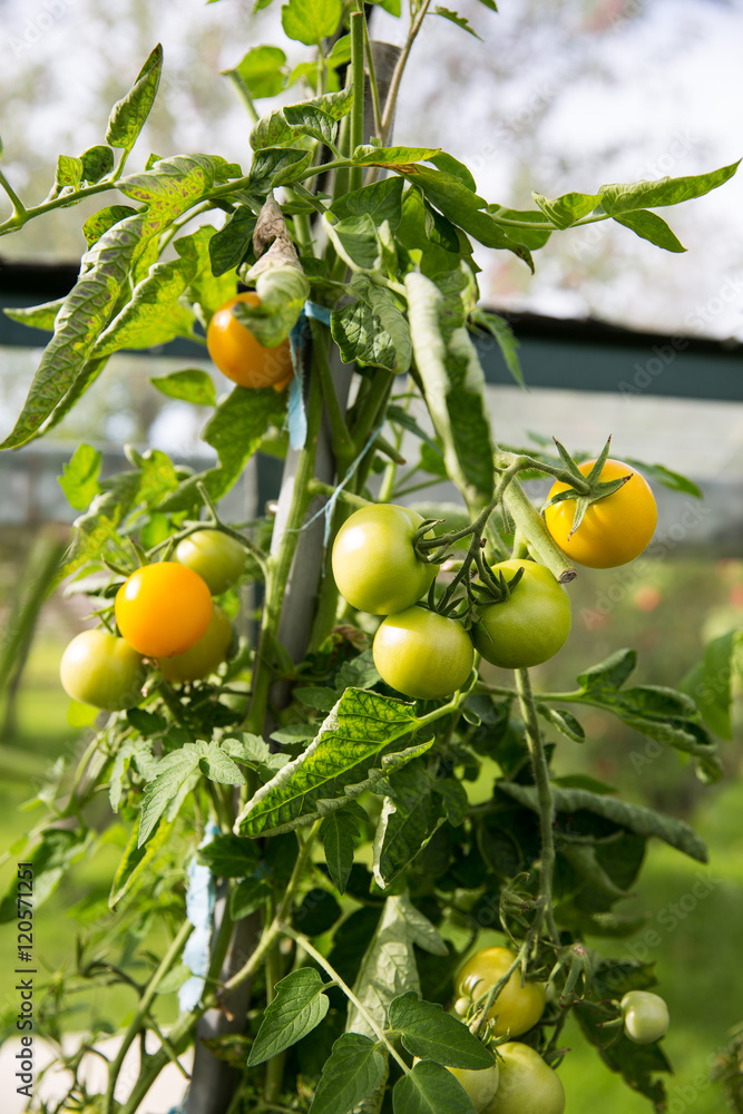 Tomatoes in a greenhouse