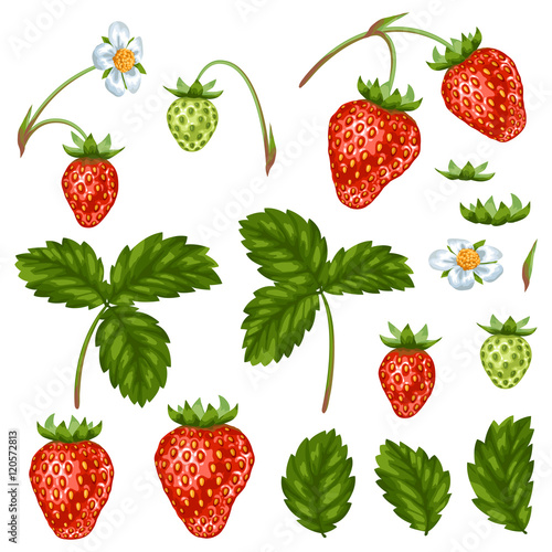 Set of red strawberries, flowers and leaves