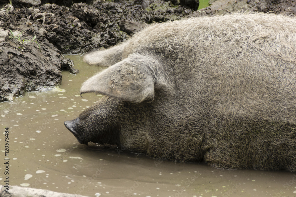 Domestic pig lounging in the mud. Domestic pig lounging in the mud.