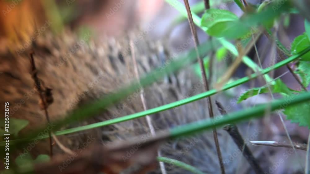 Sweet hedgehog in nature.European Hedgehog (Erinaceus europaeus) foraging in garden. The hedgehog lives in woodland, farmland and suburban areas.Ultra hd 4k, real time Sweet hedgehog in nature.European Hedgehog (Erinaceus europaeus) foraging in garden. The hedgehog lives in woodland, farmland and suburban areas.Ultra hd 4k, real time