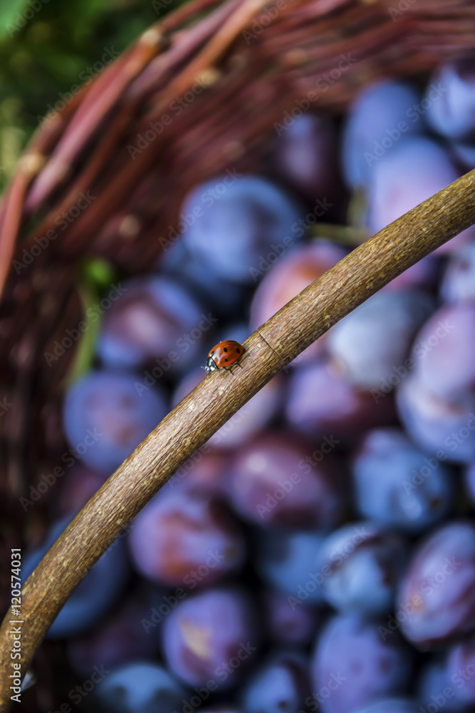 Obraz premium Ladybugs on a basket with plums