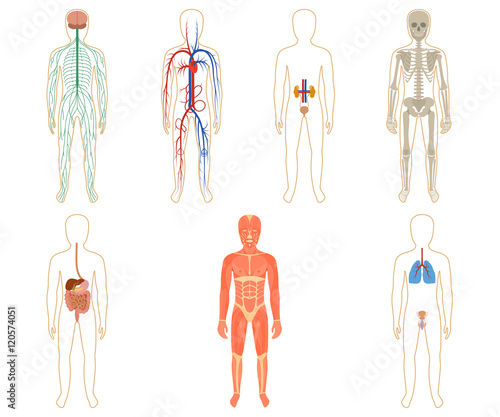 Set of human organs and systems