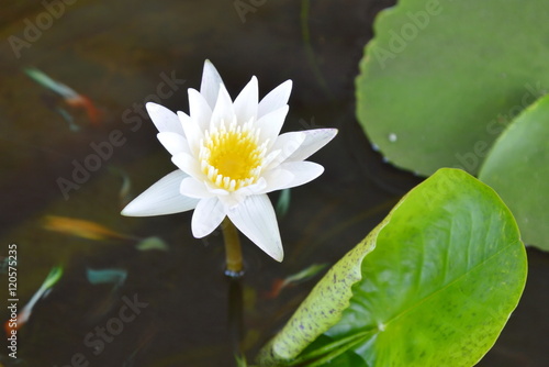 white lotus blooming in water