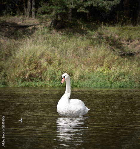 White wild swan