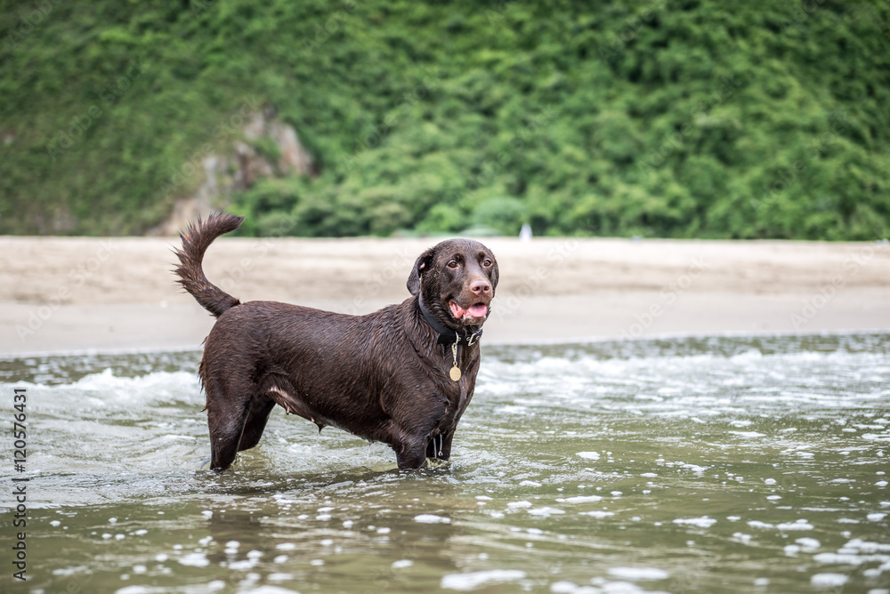 Labrador Retriever playing at the beach Labrador Retriever playing at the beach