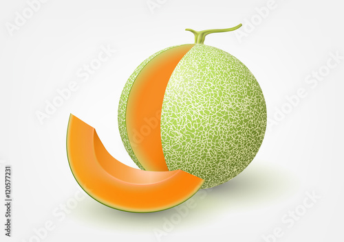 Cantaloupe melon, fruit vector illustration