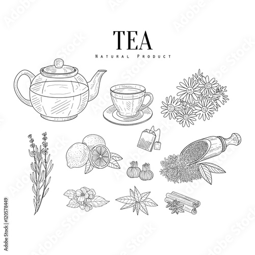 Natural Ingredients And Tea Isolated Hand Drawn Realistic Sketches