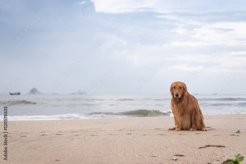 The golden retriever playing on the beach The golden retriever playing on the beach