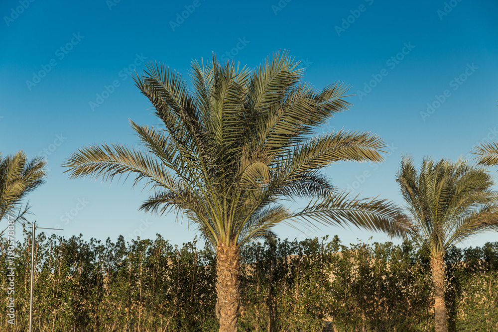 Obraz premium Green palm trees