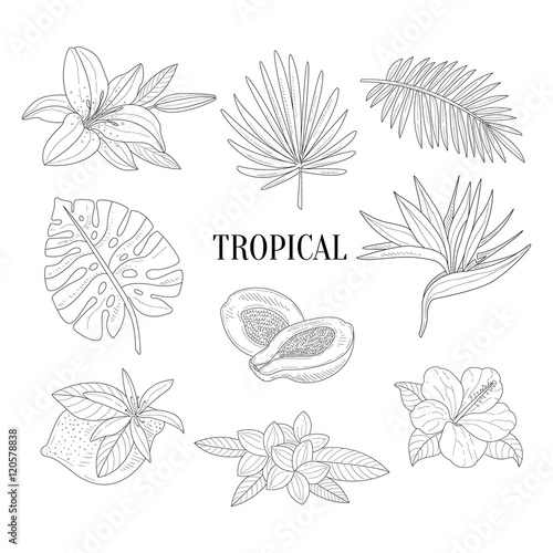 Tropical Fruits And Plants Assortment Hand Drawn Realistic Sketch