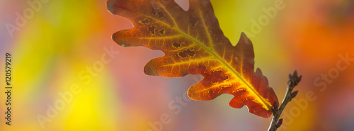 Wallpaper Mural  cover leaves oak  fall  blurred Torontodigital.ca