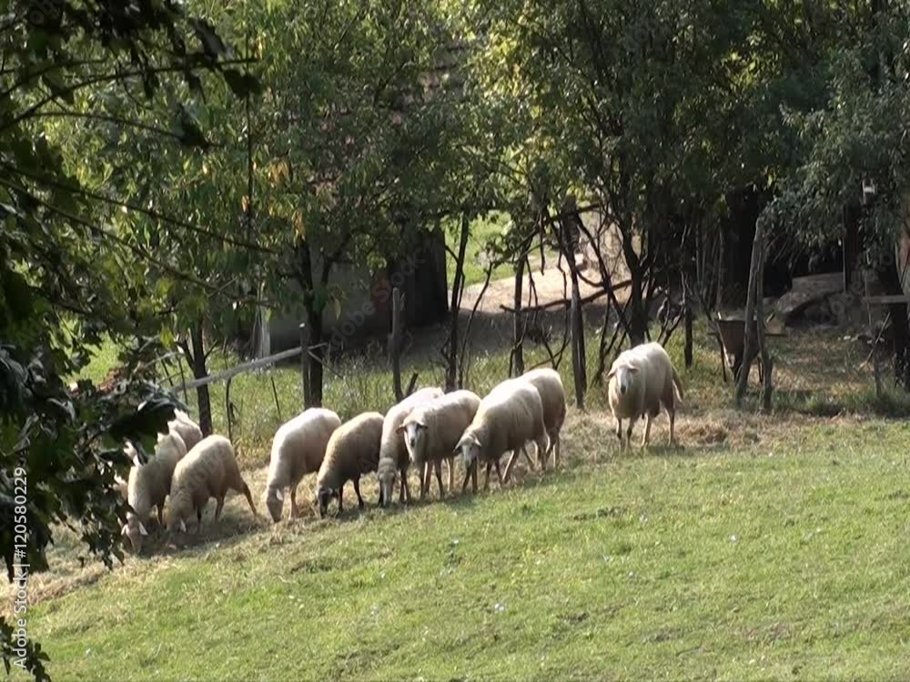 Sheep gazing, walking and resting on a green pasture. Idyllic picture of sheep which graze on green meadow. Serbia organic farm Sheep gazing, walking and resting on a green pasture. Idyllic picture of sheep which graze on green meadow. Serbia organic farm